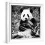 China 10MKm2 Collection - Giant Panda-Philippe Hugonnard-Framed Photographic Print