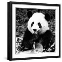 China 10MKm2 Collection - Giant Panda-Philippe Hugonnard-Framed Photographic Print