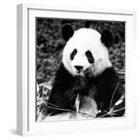 China 10MKm2 Collection - Giant Panda-Philippe Hugonnard-Framed Photographic Print