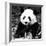 China 10MKm2 Collection - Giant Panda-Philippe Hugonnard-Framed Photographic Print