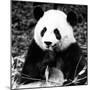 China 10MKm2 Collection - Giant Panda-Philippe Hugonnard-Mounted Photographic Print