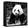 China 10MKm2 Collection - Giant Panda-Philippe Hugonnard-Framed Stretched Canvas