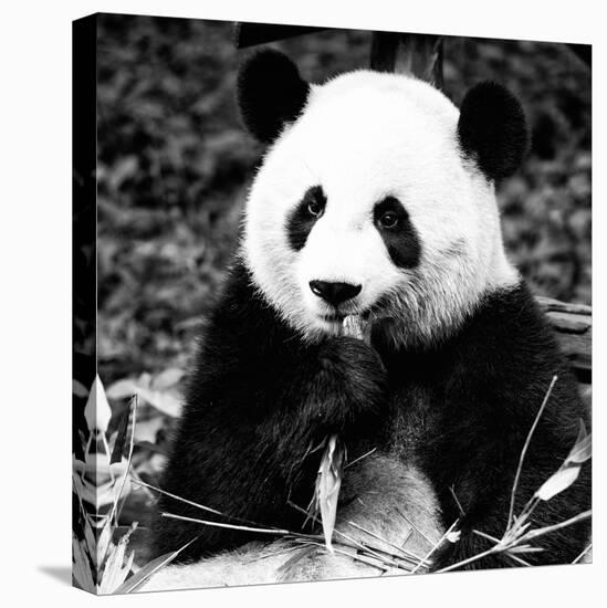 China 10MKm2 Collection - Giant Panda-Philippe Hugonnard-Stretched Canvas