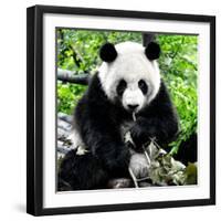 China 10MKm2 Collection - Giant Panda-Philippe Hugonnard-Framed Photographic Print