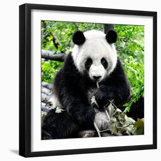 China 10MKm2 Collection - Giant Panda-Philippe Hugonnard-Framed Photographic Print