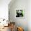 China 10MKm2 Collection - Giant Panda-Philippe Hugonnard-Framed Photographic Print displayed on a wall