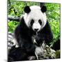 China 10MKm2 Collection - Giant Panda-Philippe Hugonnard-Mounted Photographic Print