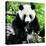 China 10MKm2 Collection - Giant Panda-Philippe Hugonnard-Stretched Canvas