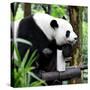 China 10MKm2 Collection - Giant Panda-Philippe Hugonnard-Stretched Canvas