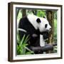 China 10MKm2 Collection - Giant Panda-Philippe Hugonnard-Framed Photographic Print