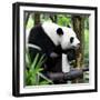 China 10MKm2 Collection - Giant Panda-Philippe Hugonnard-Framed Photographic Print