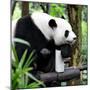 China 10MKm2 Collection - Giant Panda-Philippe Hugonnard-Mounted Photographic Print