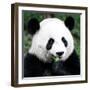 China 10MKm2 Collection - Giant Panda-Philippe Hugonnard-Framed Photographic Print