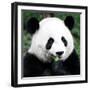 China 10MKm2 Collection - Giant Panda-Philippe Hugonnard-Framed Photographic Print