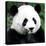 China 10MKm2 Collection - Giant Panda-Philippe Hugonnard-Stretched Canvas