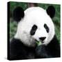 China 10MKm2 Collection - Giant Panda-Philippe Hugonnard-Stretched Canvas