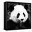 China 10MKm2 Collection - Giant Panda-Philippe Hugonnard-Framed Stretched Canvas