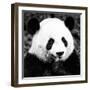 China 10MKm2 Collection - Giant Panda-Philippe Hugonnard-Framed Photographic Print