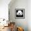 China 10MKm2 Collection - Giant Panda-Philippe Hugonnard-Framed Photographic Print displayed on a wall