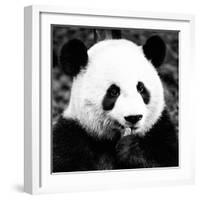 China 10MKm2 Collection - Giant Panda-Philippe Hugonnard-Framed Photographic Print