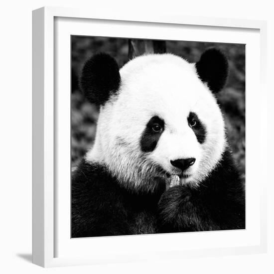 China 10MKm2 Collection - Giant Panda-Philippe Hugonnard-Framed Photographic Print