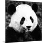 China 10MKm2 Collection - Giant Panda-Philippe Hugonnard-Mounted Photographic Print