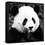 China 10MKm2 Collection - Giant Panda-Philippe Hugonnard-Framed Stretched Canvas