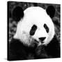 China 10MKm2 Collection - Giant Panda-Philippe Hugonnard-Stretched Canvas