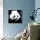 China 10MKm2 Collection - Giant Panda-Philippe Hugonnard-Photographic Print displayed on a wall