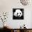 China 10MKm2 Collection - Giant Panda-Philippe Hugonnard-Photographic Print displayed on a wall