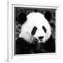 China 10MKm2 Collection - Giant Panda-Philippe Hugonnard-Framed Photographic Print