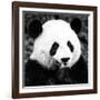 China 10MKm2 Collection - Giant Panda-Philippe Hugonnard-Framed Photographic Print