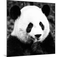 China 10MKm2 Collection - Giant Panda-Philippe Hugonnard-Mounted Photographic Print