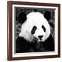 China 10MKm2 Collection - Giant Panda-Philippe Hugonnard-Framed Photographic Print