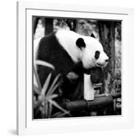 China 10MKm2 Collection - Giant Panda-Philippe Hugonnard-Framed Photographic Print