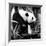 China 10MKm2 Collection - Giant Panda-Philippe Hugonnard-Framed Photographic Print