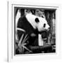 China 10MKm2 Collection - Giant Panda-Philippe Hugonnard-Framed Photographic Print