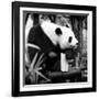 China 10MKm2 Collection - Giant Panda-Philippe Hugonnard-Framed Photographic Print