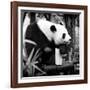 China 10MKm2 Collection - Giant Panda-Philippe Hugonnard-Framed Photographic Print