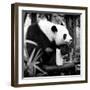 China 10MKm2 Collection - Giant Panda-Philippe Hugonnard-Framed Photographic Print