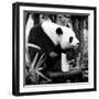 China 10MKm2 Collection - Giant Panda-Philippe Hugonnard-Framed Photographic Print