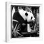 China 10MKm2 Collection - Giant Panda-Philippe Hugonnard-Framed Photographic Print