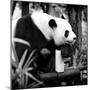 China 10MKm2 Collection - Giant Panda-Philippe Hugonnard-Mounted Photographic Print