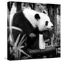 China 10MKm2 Collection - Giant Panda-Philippe Hugonnard-Stretched Canvas