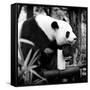 China 10MKm2 Collection - Giant Panda-Philippe Hugonnard-Framed Stretched Canvas