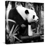 China 10MKm2 Collection - Giant Panda-Philippe Hugonnard-Stretched Canvas