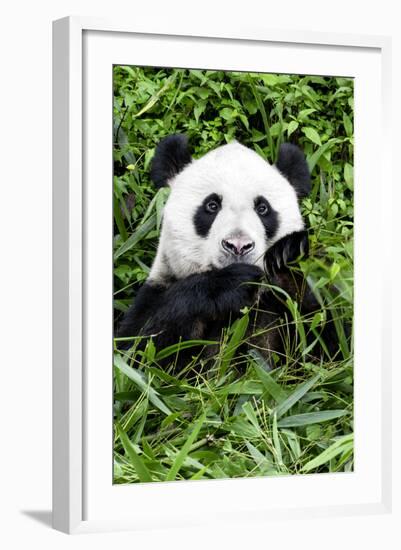 China 10MKm2 Collection - Giant Panda-Philippe Hugonnard-Framed Photographic Print