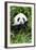 China 10MKm2 Collection - Giant Panda-Philippe Hugonnard-Framed Photographic Print