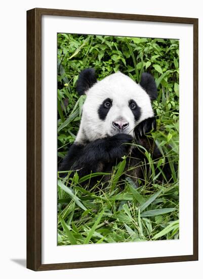 China 10MKm2 Collection - Giant Panda-Philippe Hugonnard-Framed Photographic Print