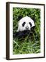 China 10MKm2 Collection - Giant Panda-Philippe Hugonnard-Framed Photographic Print